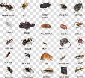 House Pests  HD Png Download