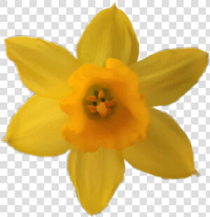  flower  yellow  yellowflower  daffodil  narcissus   Narcissus  HD Png Download