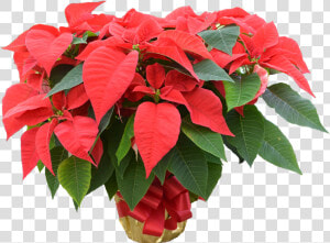 Poinsettia  HD Png Download