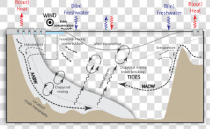 Moc Drivers Cartoon   Carbon Isotopes Ocean Circulation  HD Png Download