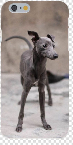 Small Dog Looks Like Greyhound  HD Png Download