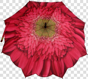 Gerbera Daisy Pink Folding Umbrella   Png Download  Transparent Png