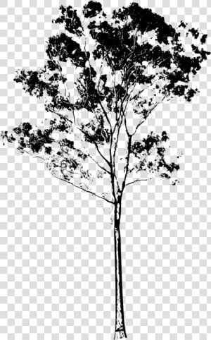 Tall Tree Png   Eucalyptus Tree Silhouette  Transparent Png