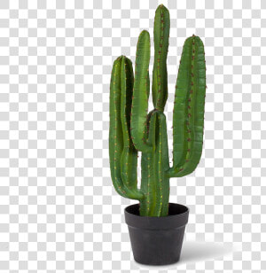 Saguaro Cactus Png Pic   Saguaro Cactus Png  Transparent Png