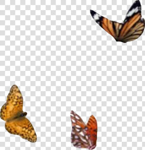  png  aesthetic  moodboard  filler  butterfly  monarch   Moodboard Png  Transparent Png