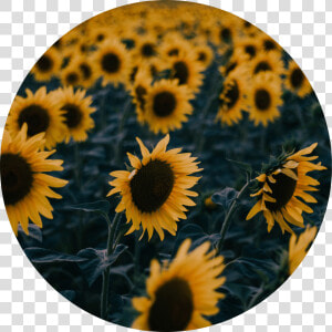 Icon Edit Aesthetic Tumblr Kpop Aesthetic Sunflower   Romantic Sunflower Love Quotes  HD Png Download