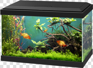 Aquarium Png   Aquarium Ciano 20 Light  Transparent Png