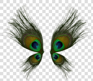 Png Peacock Feather Hd   Peacock Wings Art  Transparent Png