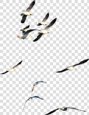  ftestickers  birds  fly  flying  flyinghigh  onthesky   Flock  HD Png Download