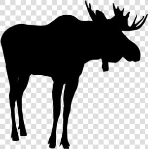  moose  silhouette  moosesilhouette   Moose Png  Transparent Png