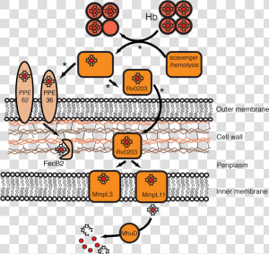 Bacteria Inner Membrane Ferric Uptake  HD Png Download