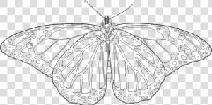 Transparent Monarch Butterflies Png   Monarch Butterfly Drawing Transparent  Png Download