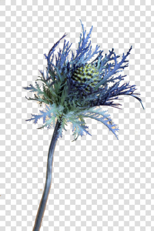 Blue Thistle Flowers Png Free Download  Transparent Png