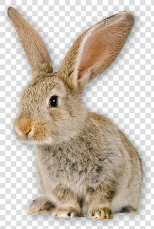 Bunny   Can Rabbits Not Eat  HD Png Download