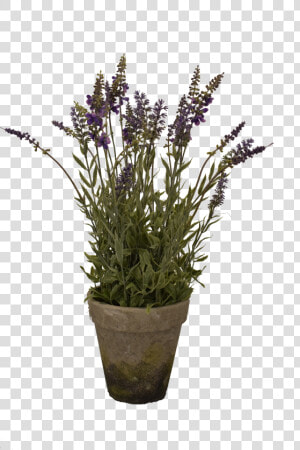 Big Lavender Pot   English Lavender  HD Png Download