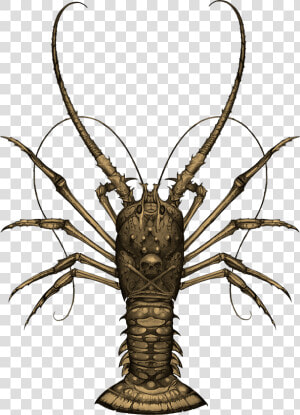 Spiny Lobster  HD Png Download