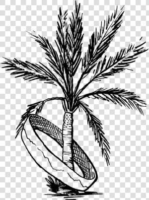 Palm Tree Coachella Drawing  HD Png Download