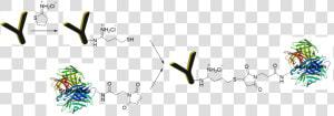 Antibody Streptavidin Conjugate  HD Png Download