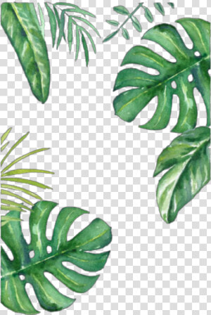  leafs  leaf  green  greenleafs  frame  wallpaper  background   Leaves Png  Transparent Png