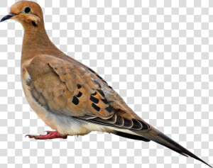 Mourning Dove Transparent  HD Png Download