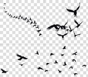 Crows In Flight Stock   Crows Png  Transparent Png