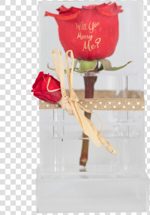 Preserved Rose In A Clear Acrylic Box  HD Png Download