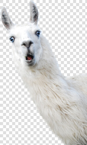 Llama Alpaca Camelids Wool   Llama Png  Transparent Png