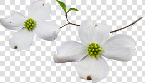 Dogwood Flower Png   Dogwood Flower White Background  Transparent Png