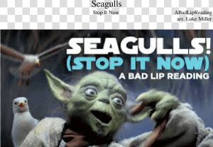 Seagulls Stop It Now Lyrics  HD Png Download