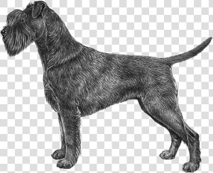 Transparent Schnauzer Png   Standard Schnauzer  Png Download