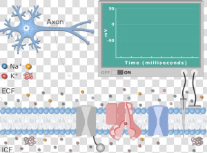 An Image Showing The Neuron Action Potential Sequence   Neuron At Resting Potential  HD Png Download