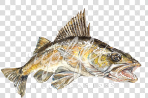 Walleye  HD Png Download