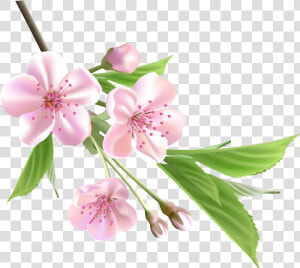 Spring Branch With Pink Tree Flowers Png Clipart   Transparent Spring Flowers Png  Png Download