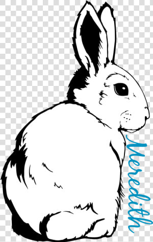 Transparent Rabbit Outline Png   Domestic Rabbit  Png Download