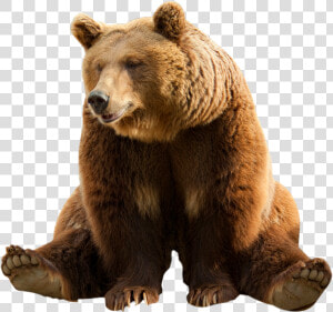 Grizzly bear   Transparent Background Brown Bear Transparent  HD Png Download