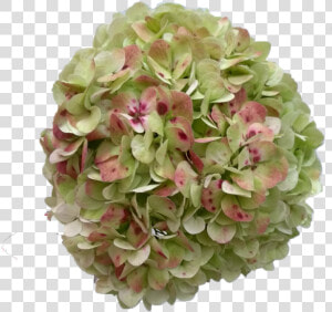 Hydrangea Antique Green   Antique Green Hydrangea  HD Png Download