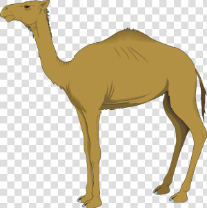 Dromedary Computer Icons Clip Art   Clipart Of Camel  HD Png Download