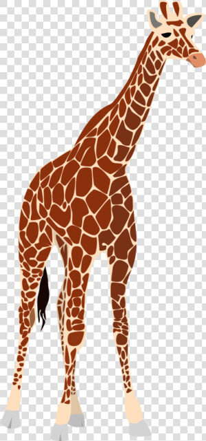 Transparent Giraffe Face Clipart   Tall And Short Comparison  HD Png Download