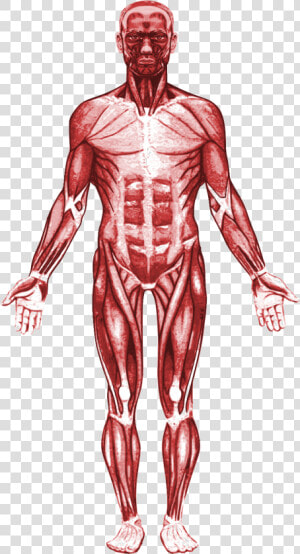 Transparent Muscular System Png  Png Download