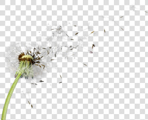 Dandelion Png Picture   Transparent Dandelion Flower Png  Png Download