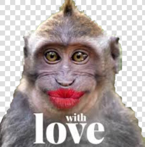  monkey  monkeys  kiss  love  funny  funnymonkey  funnymonkeyface   Funny Monkey Kiss  HD Png Download