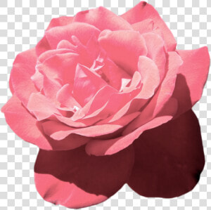 Aesthetic Tumblr Flower Pink Vaporwave   Aesthetic Pink Flowers Png  Transparent Png