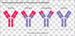 Structural Organization Of The Main Human Immunoglobulin  HD Png Download