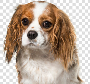 Cavalier King Charles Spaniel  HD Png Download