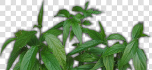 Daun Belalai Gajah   Nettle Family  HD Png Download