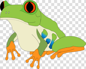 Red eyed Tree Frog  HD Png Download