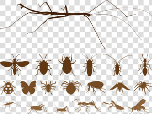 Mosquito Insect Spider Euclidean Vector   Free Vector Insects  HD Png Download