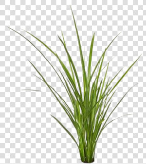 Grass Png By Gareng   Sweet Grass  Transparent Png