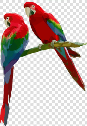 Macaw parrot budgie   Scarlet Macaw Png  Transparent Png