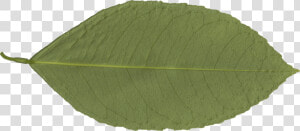 Transparent Leaf Png   Canoe Birch  Png Download